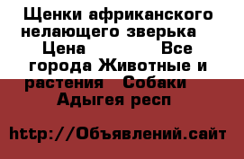 Щенки африканского нелающего зверька  › Цена ­ 35 000 - Все города Животные и растения » Собаки   . Адыгея респ.